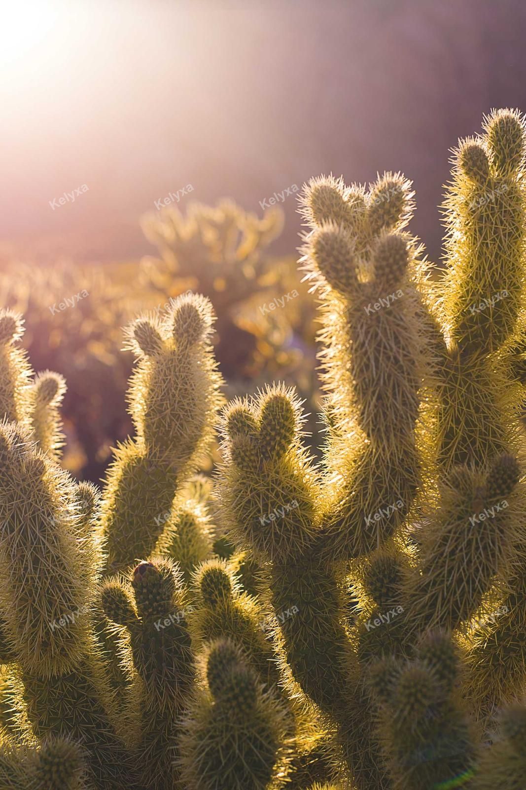 Backlit Cholla Cactus Spines