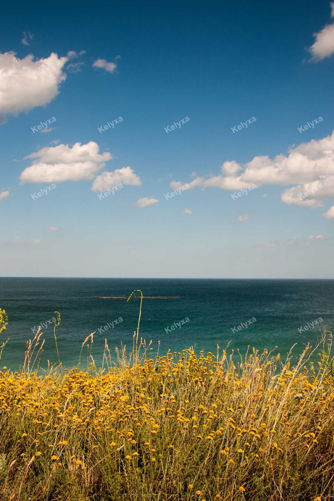 Wildflowers Overlooking Blue Sea Horizon
