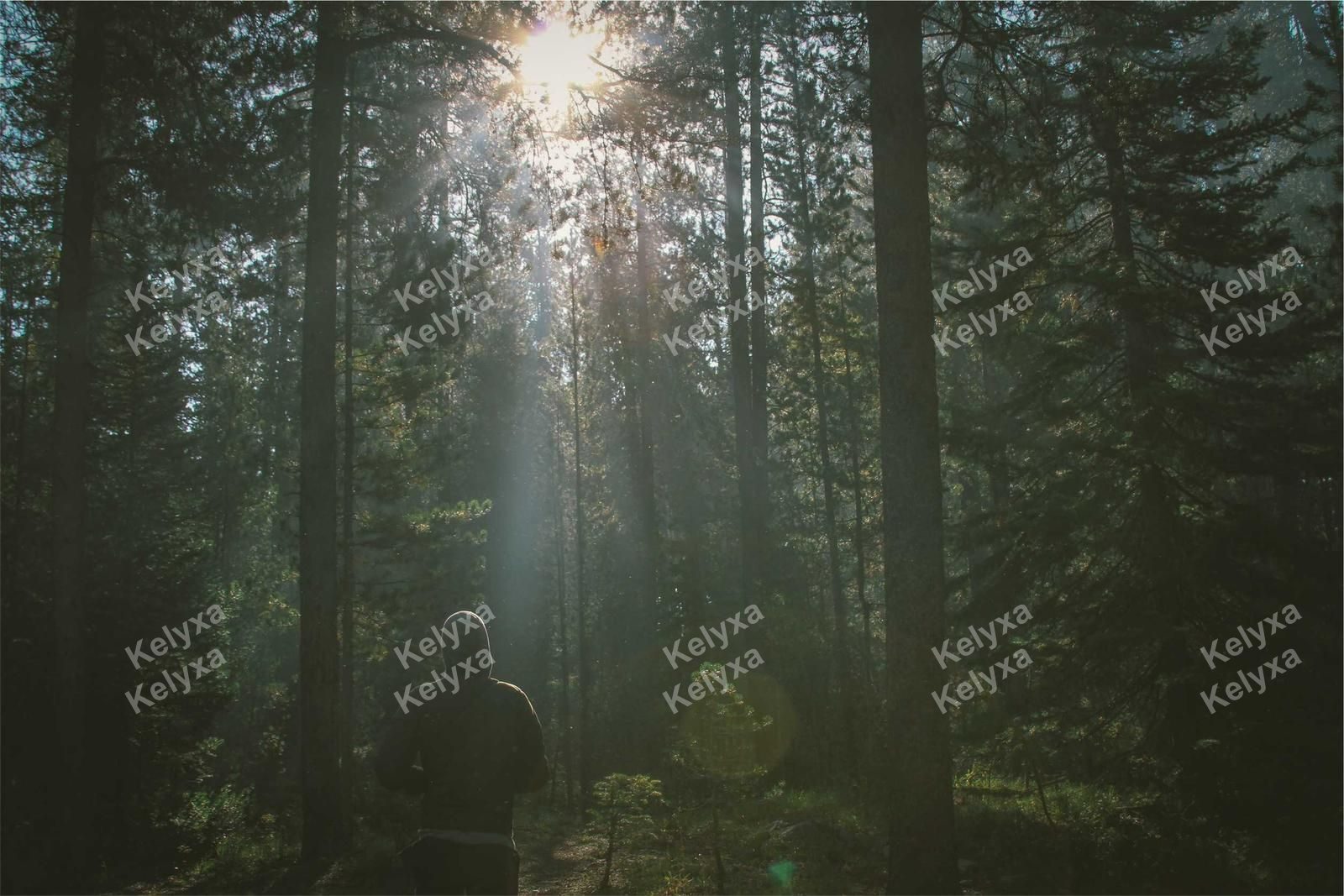 Hooded Figure Walking Sunlit Forest