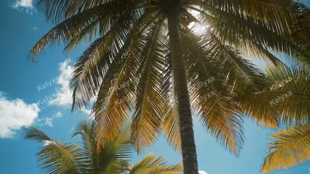 Sunlit Palm Tree Canopy