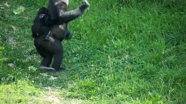 Gorilla Walking Through Grass Field
