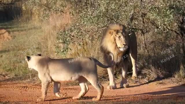 Lion and Lioness Walking Together