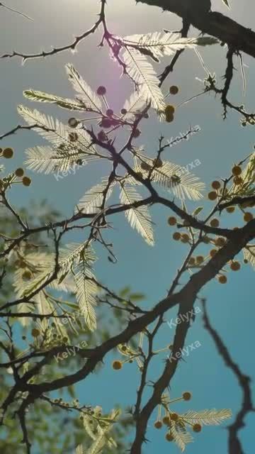 Sunlit Tree Branches
