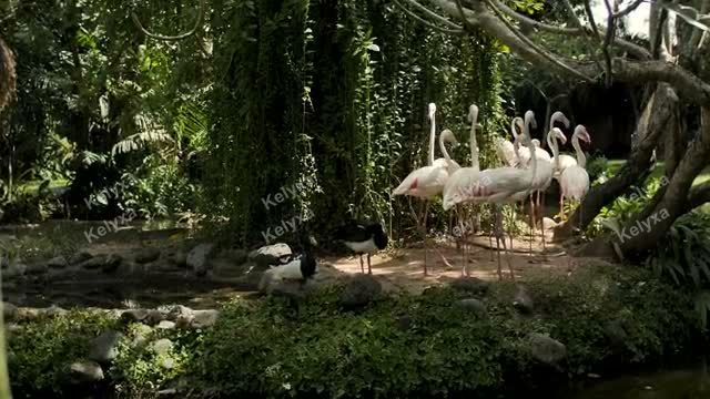 Flamingos Beside Garden Pond