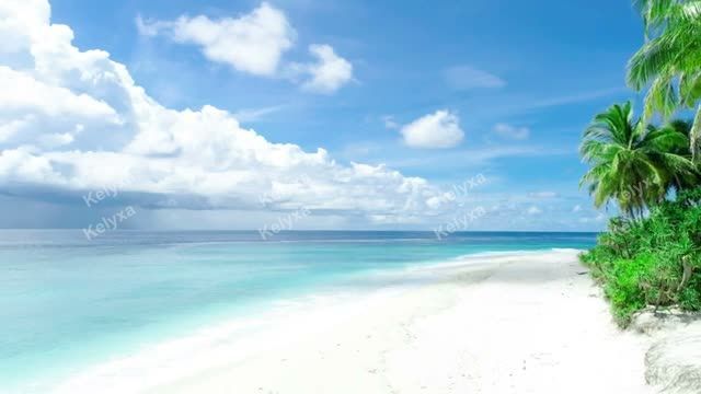 Tropical Beach and Palm Trees