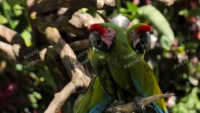 Two Macaws Perched Together